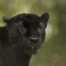 Panthère noire